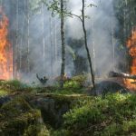 Feuerwehren aus dem Burgenlandkreis helfen bei Brandbekämpfung im Harz